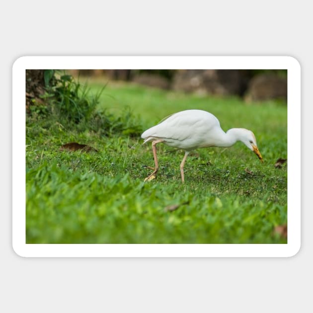 Cattle Egret 3 Sticker by KensLensDesigns